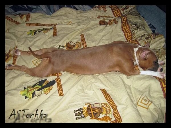 Дом для собаки. Щенок на диване. Собака нагадила на кровать. Что делать если собака писает дома. Кровать для собаки.