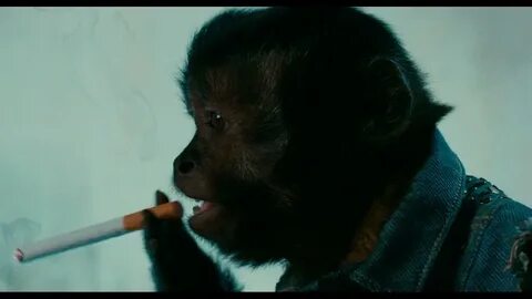 Only monkeys