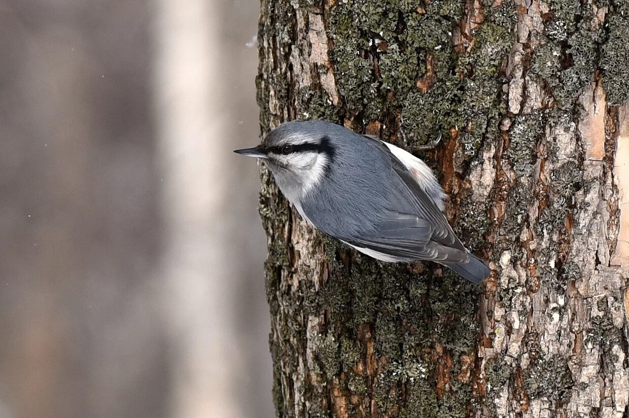 птицы сахалинской области сойка. зимующие птицы сахалинской области. пернатые на сахалине. свиристель зауралье птицы. птицы юга сахалина.