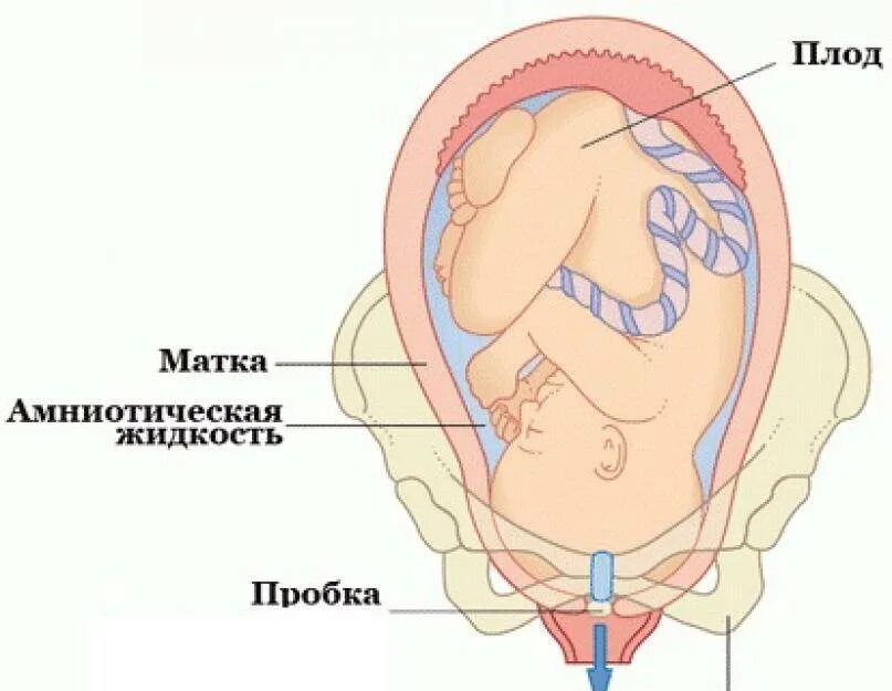 Пробка у повторнородящих когда роды. Отошла слизистая пробка. СЛИЗИСЛИЗИСТАЯ пробка. Слизистая пробка при беременности.