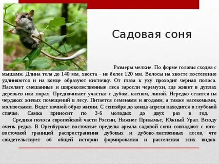 Рассказ про соню