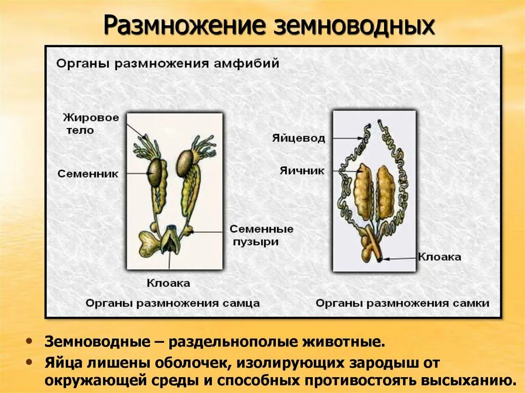 Система размножения 8 класс. Размножение система земноводных схема. Размножение амфибий. Размножение земноводных кратко. Бесполое размножение земноводных.