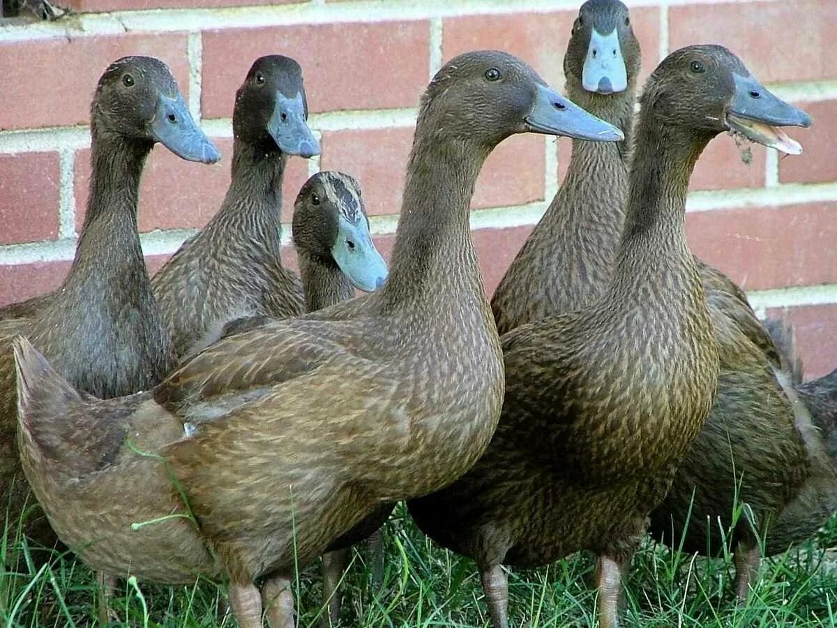 Good duck. Хаки-Кемпбелл порода. Хаки-Кемпбелл порода уток. Хаки-Кемпбелл порода уток утята. Утка породы хаки Кэмпбелл.