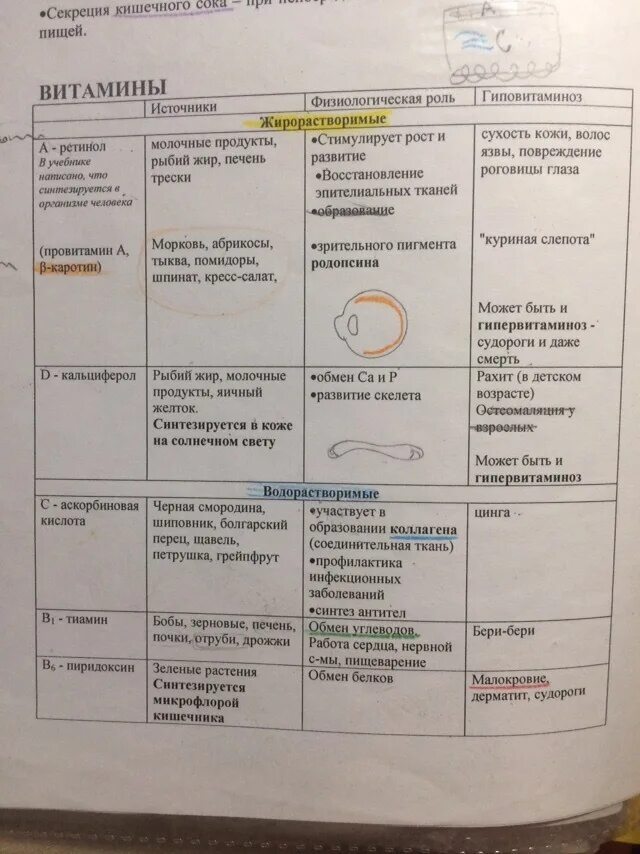 Витамины биология 9 таблица. Таблица витамины 8 класс биология таблица. Таблица витаминов по биологии 8 класс. Таблица по биологии по витаминам 8 класс. Витамины биология 8 таблица.