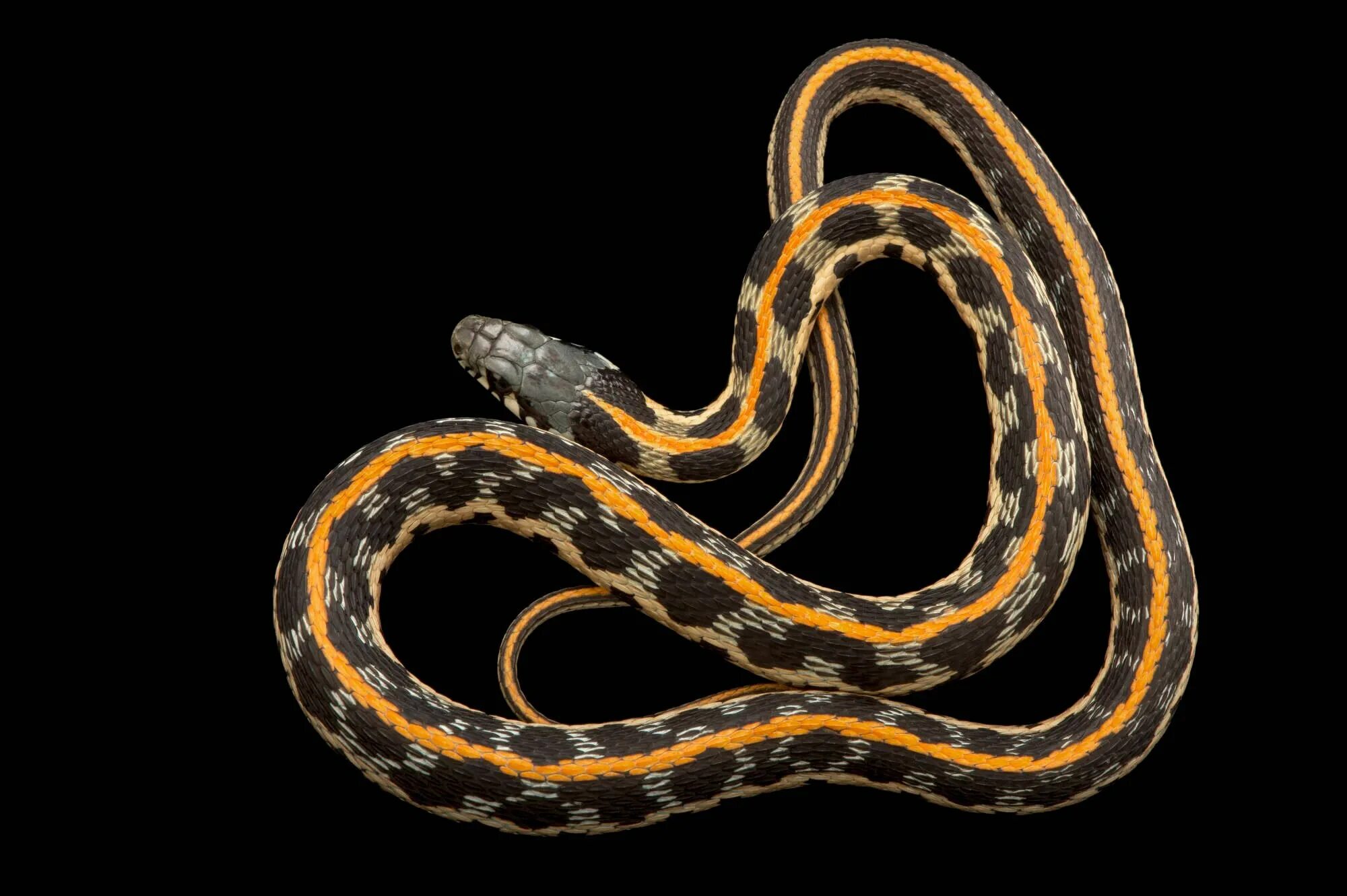 Сон длинные змеи. Морская змея пеламида. Blackneck Garter Snake. Кукурузная змея. Длинная змея.