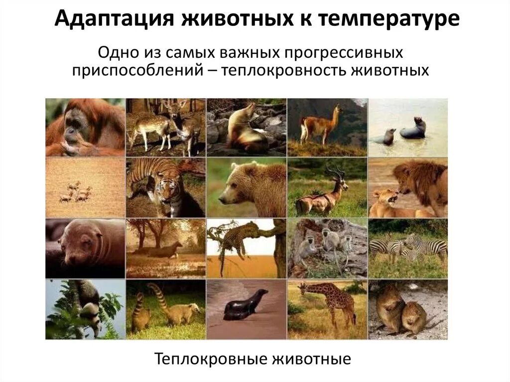 Адаптации животных к температуре. Адаптации теплокровных животных. адаптация животных к температуре. температурные приспособления животных. температурные адаптации животных.