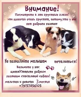 Тексты отдам щенков