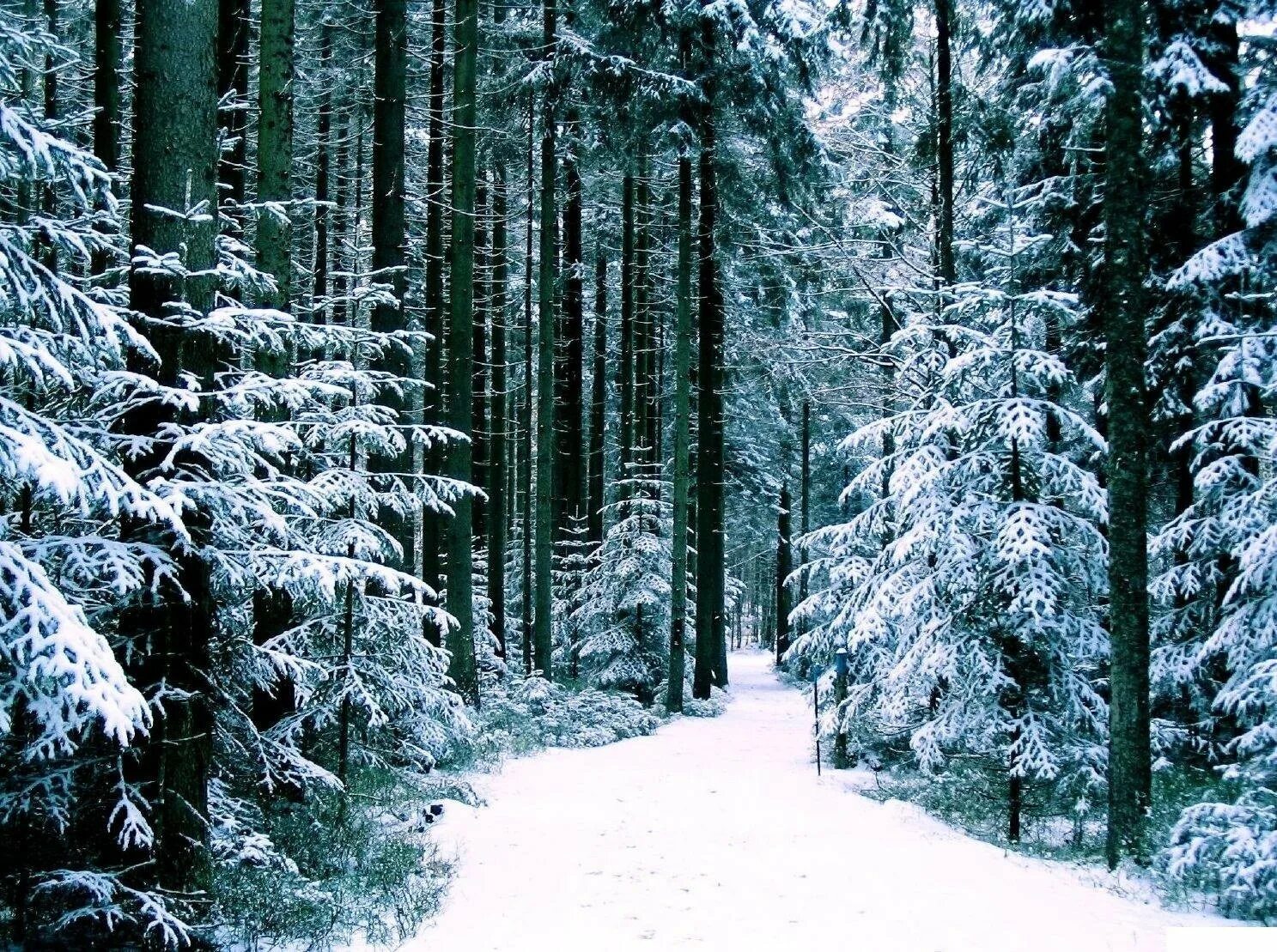 В лесу зимой можно. Зимний лес. Зимой в лесу. Зимний Плес. Заснеженный лес.