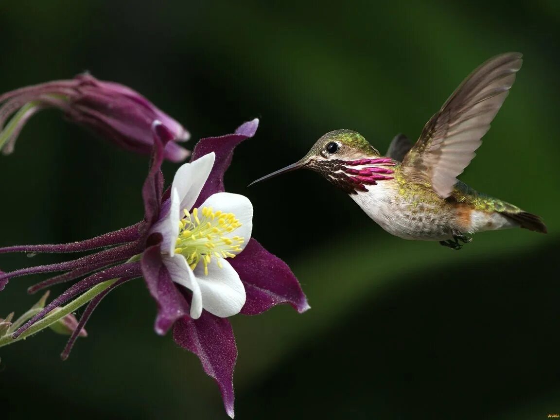 Птицы живущие в цветах. Колибри опыляют растения. Орхидея Колибри. Колибри опыляет цветы. Опыление Колибри.