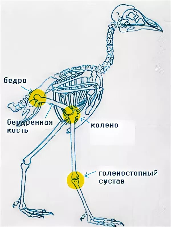 У птиц есть ноги. Скелет птицы пояс задних конечностей. Колени у птиц. Строение ноги птицы.