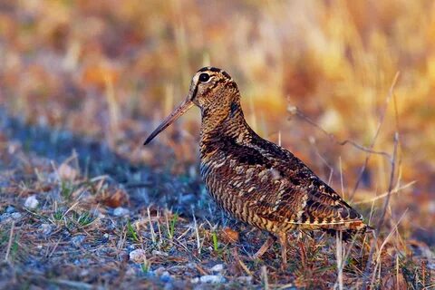 Птица кулик вальдшнеп