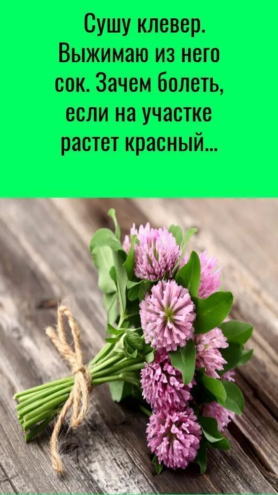 Клевер 2025. Клевер сушеный. обычный красный клевер. высушенный клевер. клевер в народной медицине.