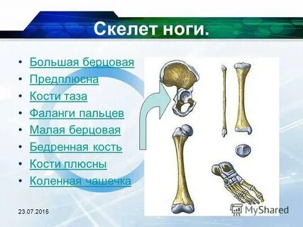 Орган опоры
