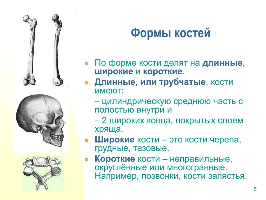 Трубчатые 2 губчатые. Кости трубчатые губчатые плоские смешанные. Кости классификация по форме. Форма костей скелета человека. Классификация костей виды костей по форме.