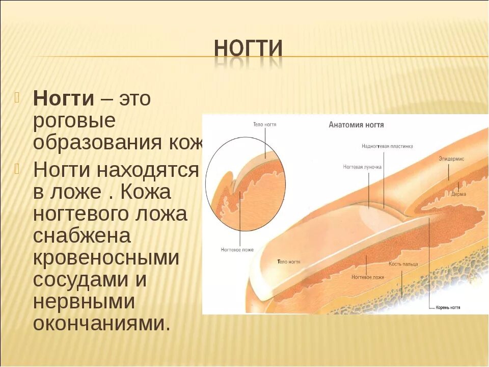 Онихобласты. Слои ногтя дорсальный вентральный. Строение ногтя. Строение ногтя человека. Строение ногтевой пластины.