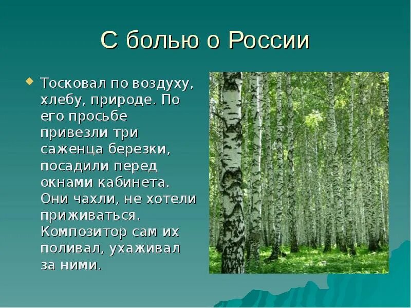 Береза очень созвучна русской природе впр. Стихи Рахманинова о природе. Рахманинов произведения о родине. Рахманинов стихи о родине. Стихи Рахманинова о родине.