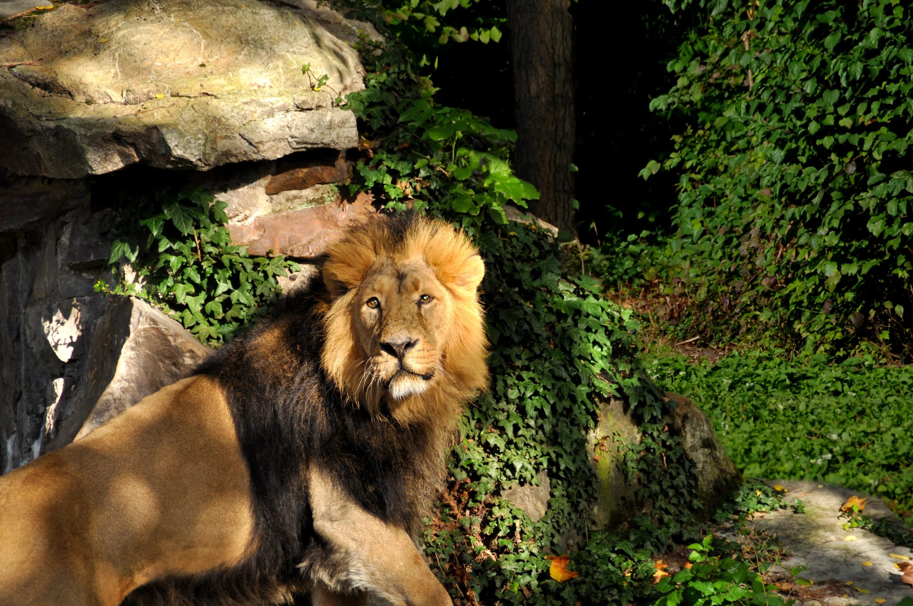 Лев. Львы в дикой природе. Красивый Лев. Красивые фото Львов. In the jungle lion