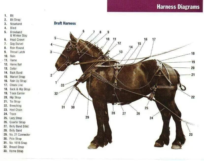 Лошадь вещи название. Элементы упряжи лошади названия. Сбруя для лошадей схема. Элементы конской упряжи названия. Элементы сбруи лошади названия.