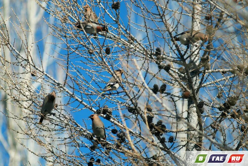 Еще две недели птицы. Птицы питающиеся семенами ясеня. Птицы на лиственнице зимой. Какие птицы перебрались из лесов в города. Картинки Осинники свиристели на Тополе.