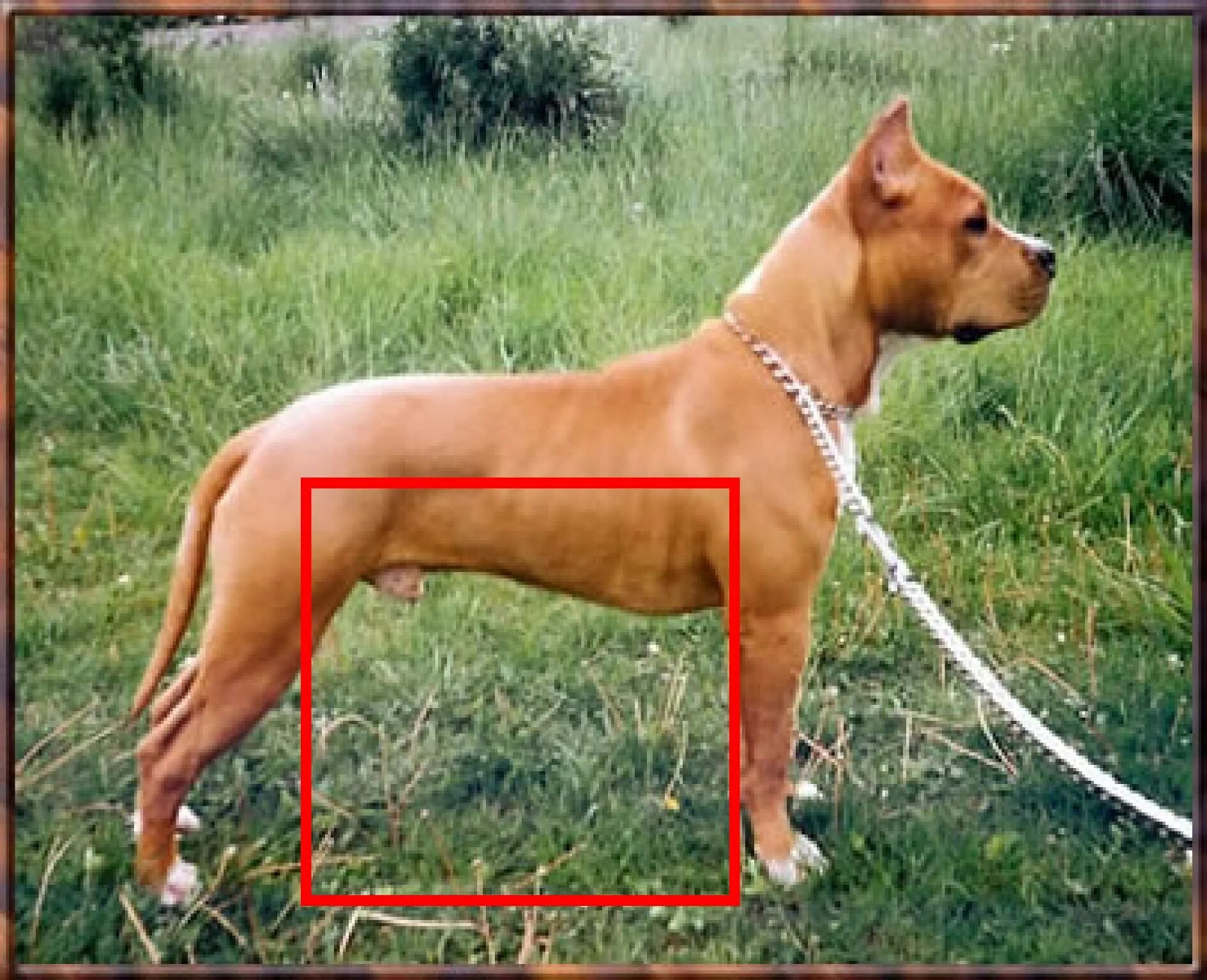 хвост стаффордширского терьера. амери стаффордширский терьер. американский стаффордширский терьер вес. стаффордширский терьер стандарт. стаффордширский терьер стандарт.