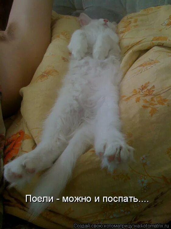 коты демотиваторы. ну вот поели теперь можно и поспать. наелась и выспалась. наелась и выспалась. наелась и выспалась.