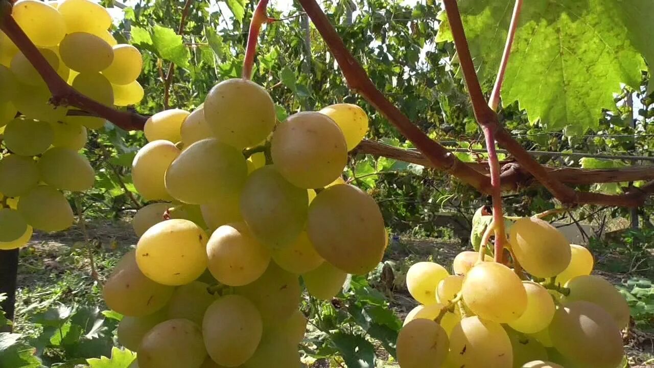 Монарх описание сорта. Виноград монарх. сорт винограда монарх. монарх белый виноград. виноград столовый монарх.