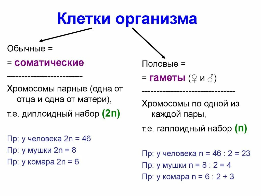 Сколько хромосом в гамете организма. Соматические и половые клетки. Различие половых клеток от соматических. Соматические клетки и половые клетки. Сравнительная характеристика соматических и половых клеток.