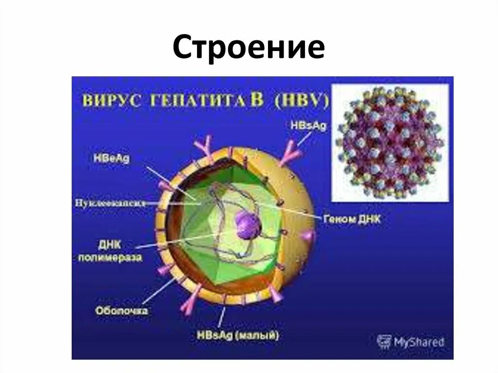 Поражаемые структуры гепатита в. Вирус гепатита б строение вириона. Вирус гепатита а строение вируса. Вирус гепатита b схема строения. Гепатит с строение.