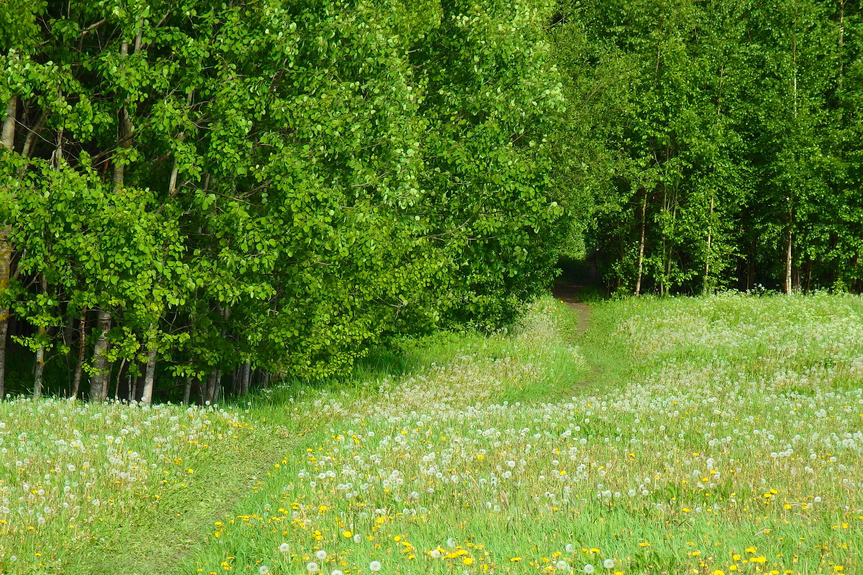 Село зелени. Луга тропа лес. Поляна с кустами. Кустарники на опушке леса. Лесная Поляна с кустами.