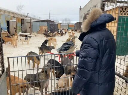Безнадзорные животные рязань