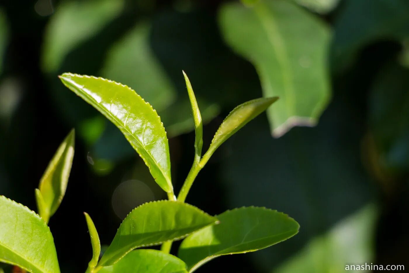 Листья чая купить. Camellia sinensis. Чайный лист. Листья чая. Чайные листочки.