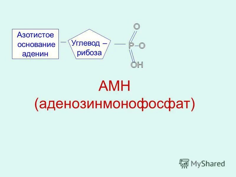 Азотистое основание входящее в состав атф