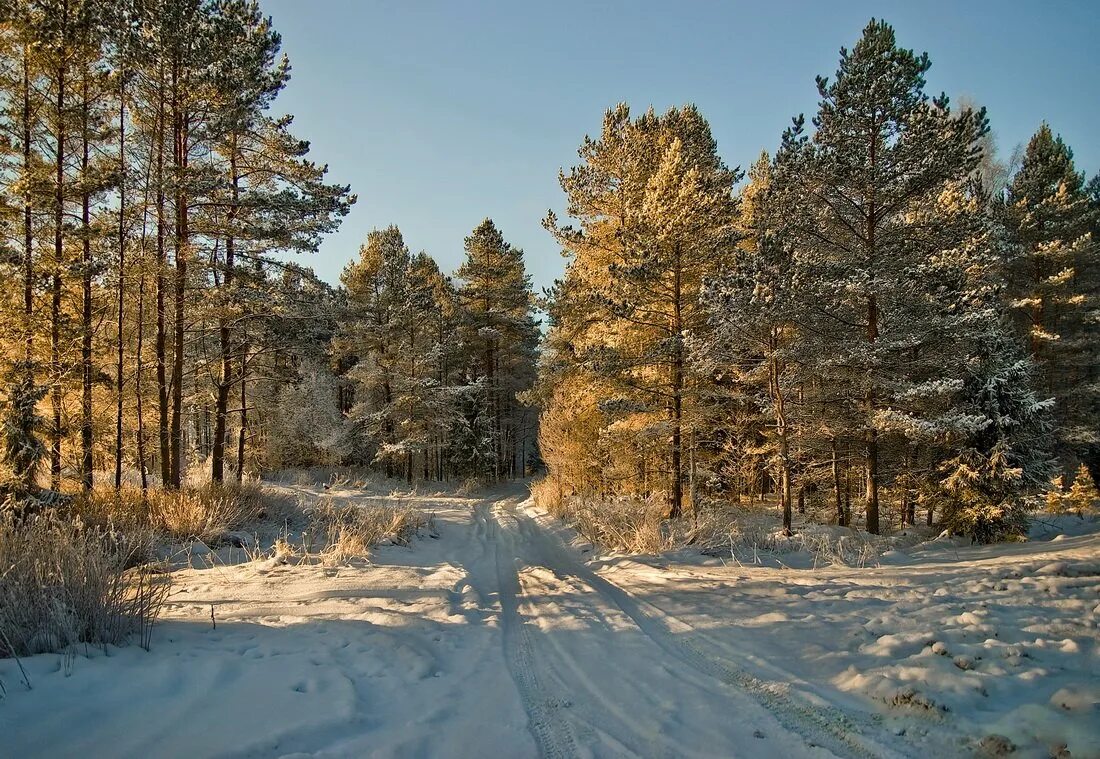 берег волги сосновый лес углич. деревня сосновый бор. вкс кантри сосновый бор владимирская область. сандал озеро карелия база. усадьба в подмосковье сосновый бор.