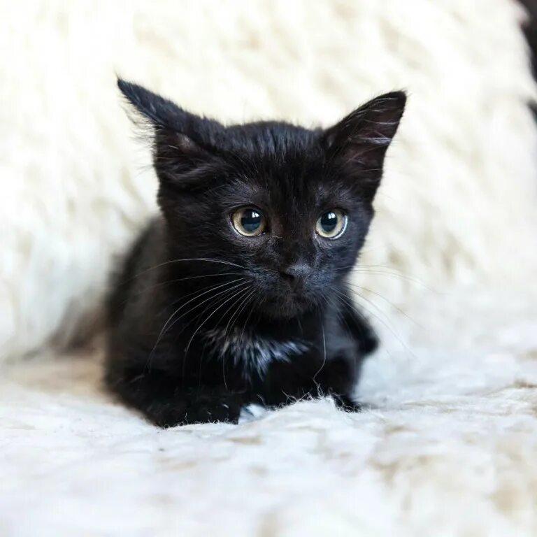 Черный котенок. Кошки маленькие черные. Маленький черный котенок. Черные кошечки маленькие. Какие черные котята есть