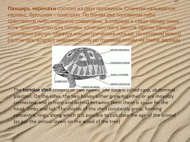 Строение пластрона черепахи. Строение черепахи карапакс и пластрон. Скелет черепахи пластрон. Строение панциря черепахи. Толщина панциря черепахи