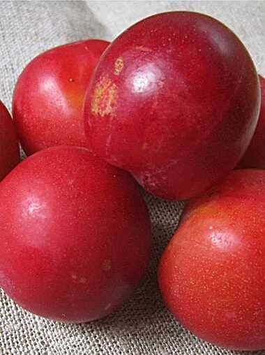 Уссурийской красной. Уссурийской красной. Уссурийской красной. Слива уссурийская уральские зори. Алыча красная.