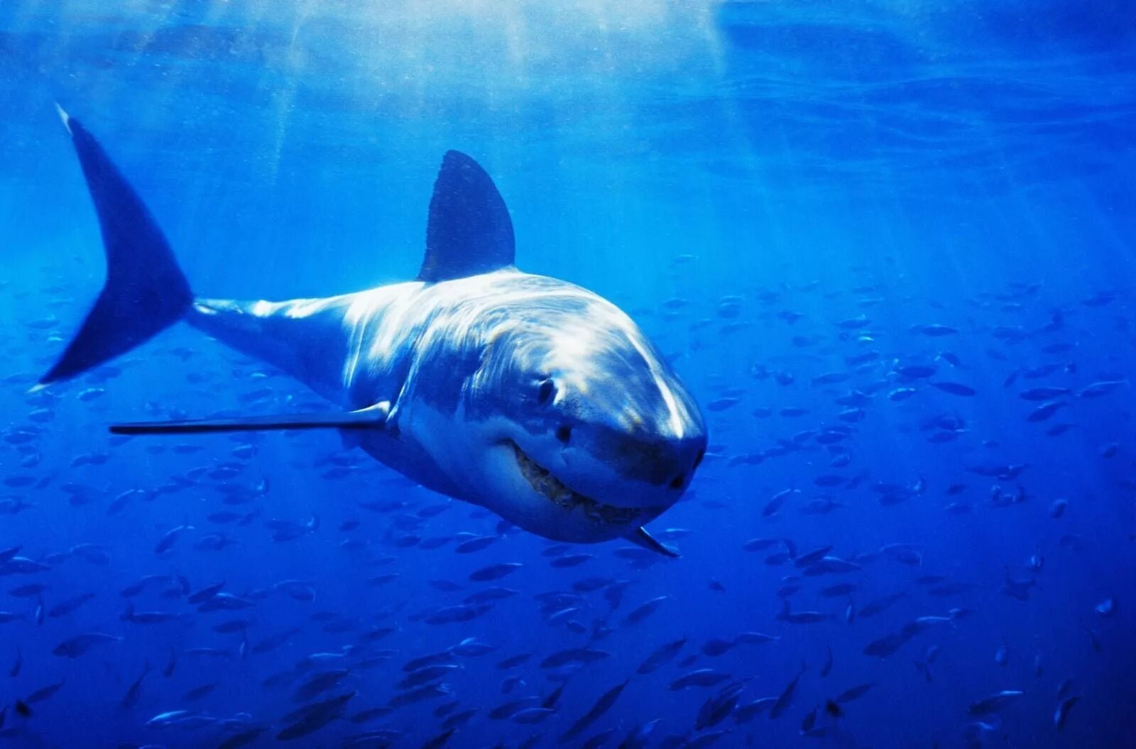 Какую скорость развивает белая акула. Большая белая акула кархародон. Акула бык. Большие белые акулы. Большая белая.
