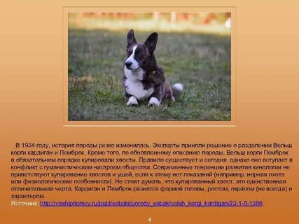 Корги описание характера