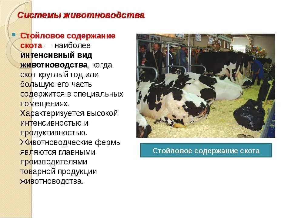 Содержание КРС. Системы животноводства. Системы содержания КРС. Стойловая система животноводства.