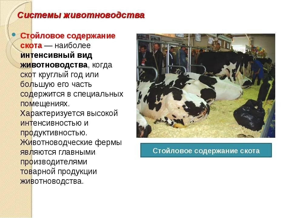 Условия кормления и содержания. Содержание крс. системы животноводства. системы содержания крс. стойловая система животноводства.