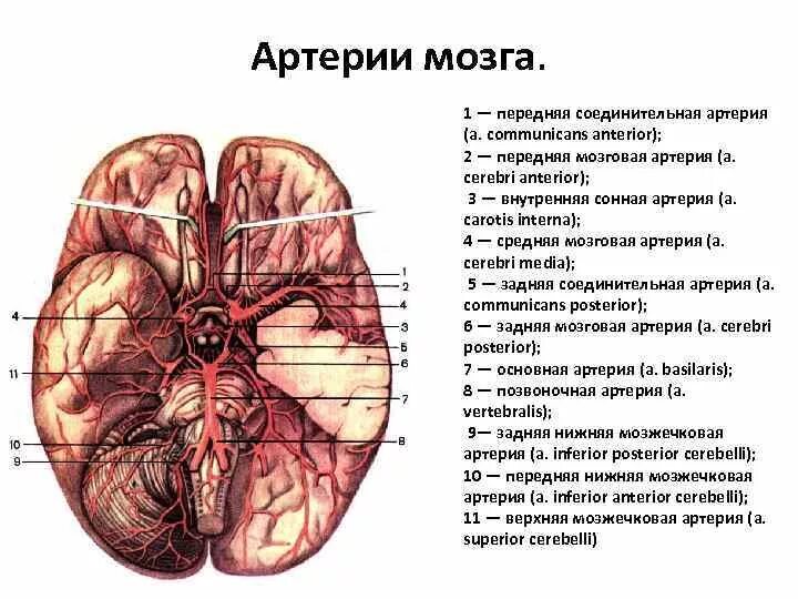 Задняя соединительная артерия мозга. Задняя мозговая артерия анатомия. Артерии мозга вид снизу. Артерии основания мозга анатомия. Среднемозговая артерия анатомия.