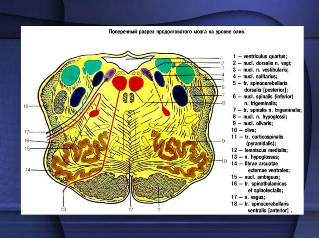 Ядра моста мозга. Ядра серого вещества продолговатого мозга. Фронтальный разрез продолговатого мозга. Строение продолговатого мозга поперечный разрез. Ядро оливы продолговатого мозга.