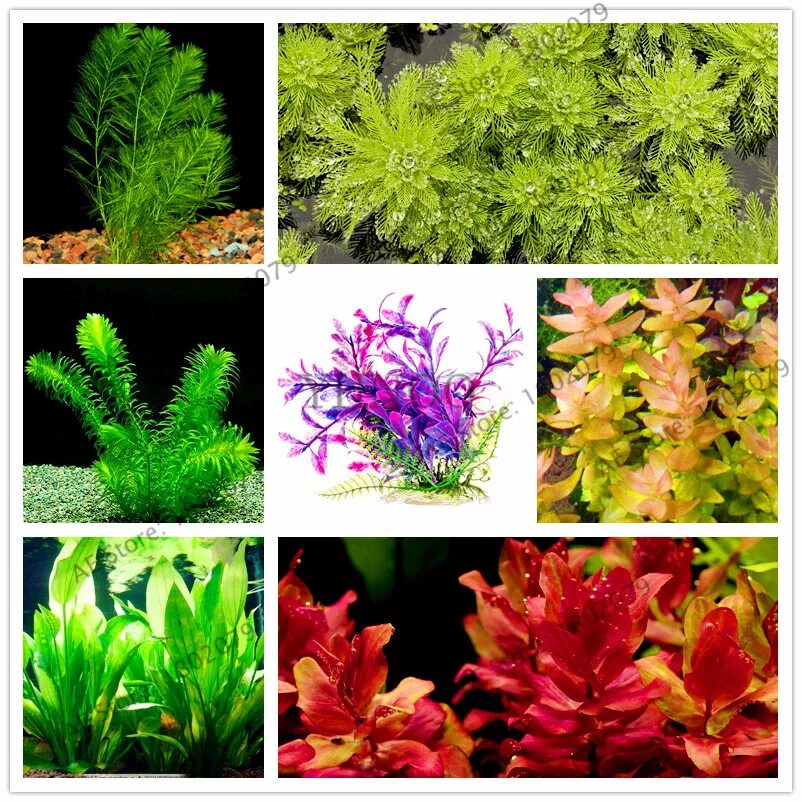 Цветущие водоросли. Длиннолистовые аквариумные растения. Водоросли для аквариума живые. Цветущие растения в аквариуме.