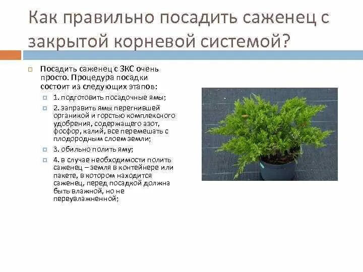 Закрытая корневая система посадка. Посадка с закрытой корневой системой. Разница открытой и закрытой корневой системой. Посадка растений с закрытой корневой системой. Посадка саженцев с ЗКС.