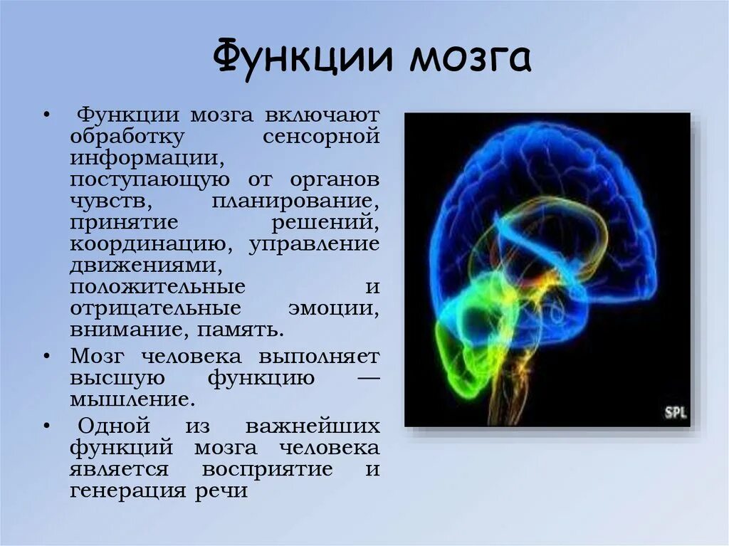 Функции мозга. Функции мозга человека. Функции головного мозга. Главная функция головного мозга. Каковы основные функции мозга