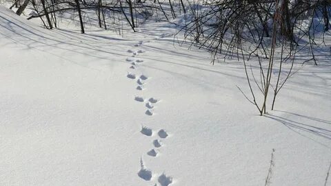 Как Выглядят Следы Мыши На Снегу - 69 фото