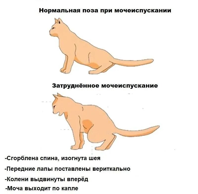 Почему кот жидко ходит. Кот с хвостом. кошка подергивает хвостом. мочекаменная болезнь у котов.