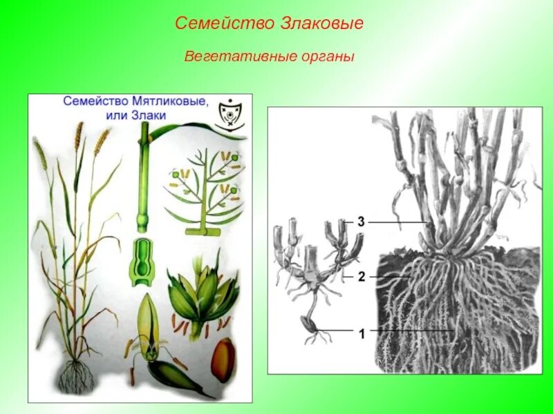 Органы злаковых. Злаковые Мятликовые строение. Биология злаки Мятликовые. Строение мятликовых растений. Злаки Мятликовые строение цветка.