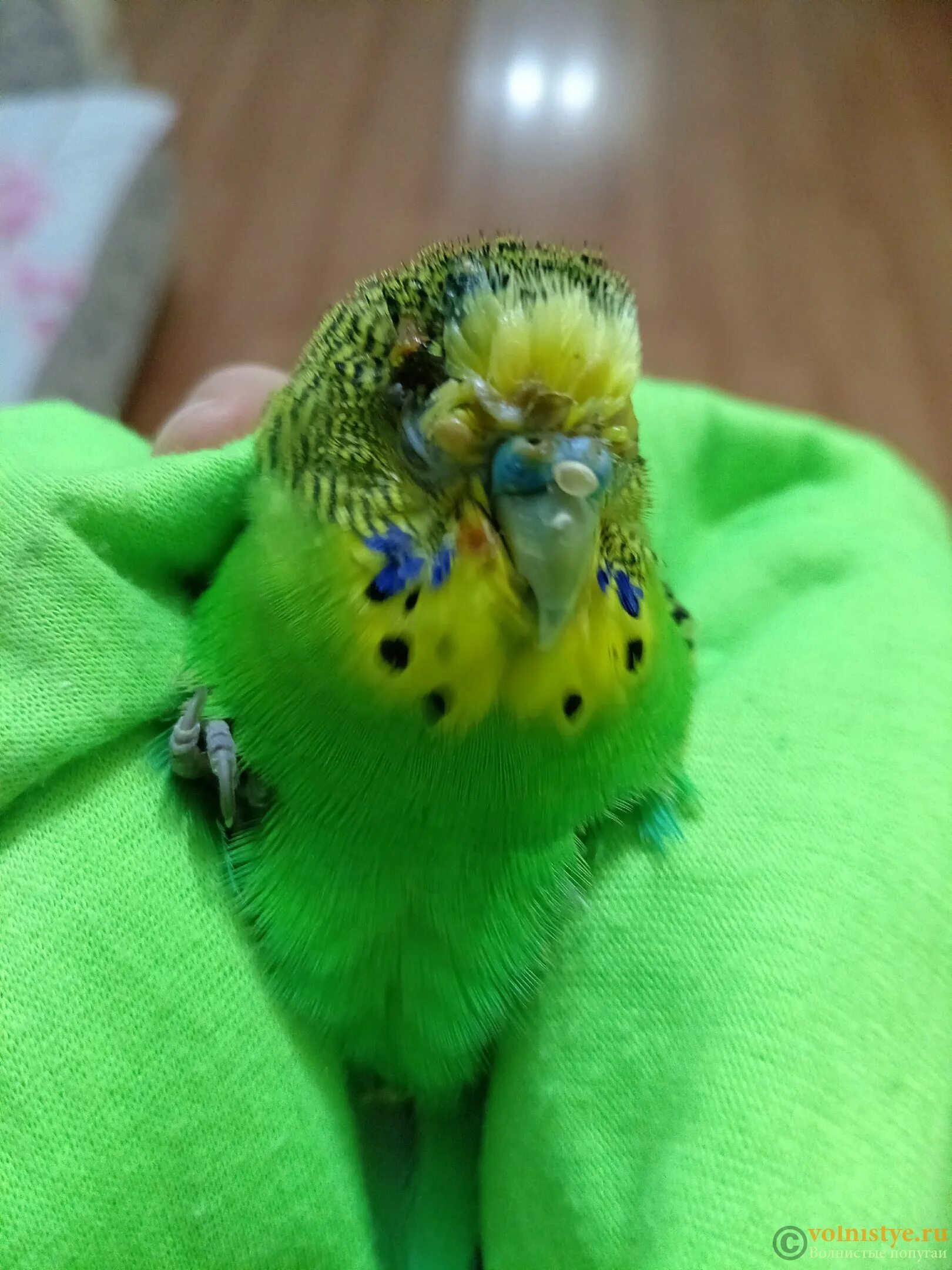 Попугай чихает и хохлится. Какарики попугаи. Попугай много ест. Попугай постоянно ест. Почему попугай часто дышит.