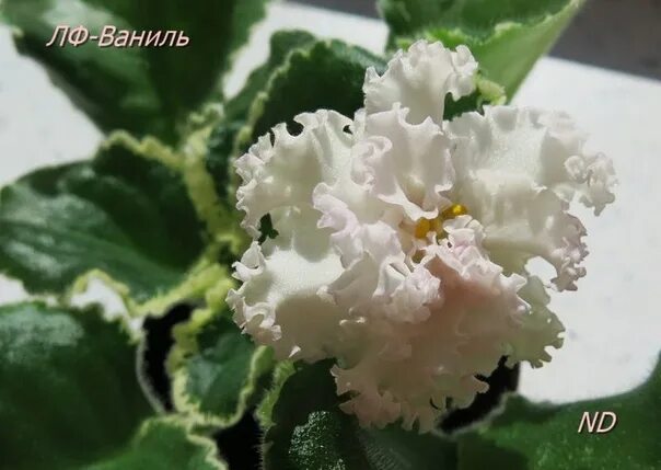 ЛФ-Ваниль - Магазин фиалок